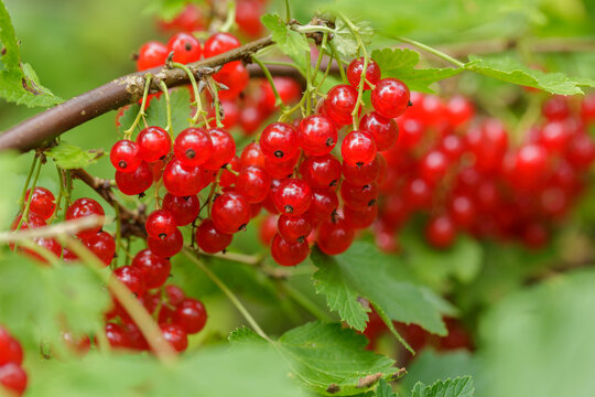 branch of ripe red currant in a garden