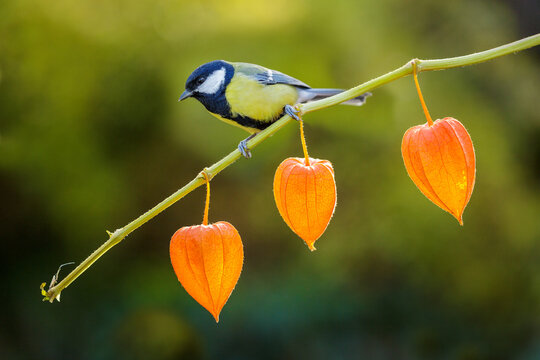 Little bird perching on branch of physalis on green background. Great tit. Parus major