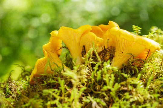 chanterelle mushrooms in forest on green background. Edible mushrooms