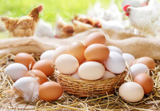 colorful chicken eggs on a wooden table in the chicken farm