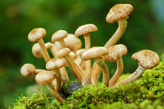 Edible mushrooms growing in a forest on green background. Honey agarics mushrooms