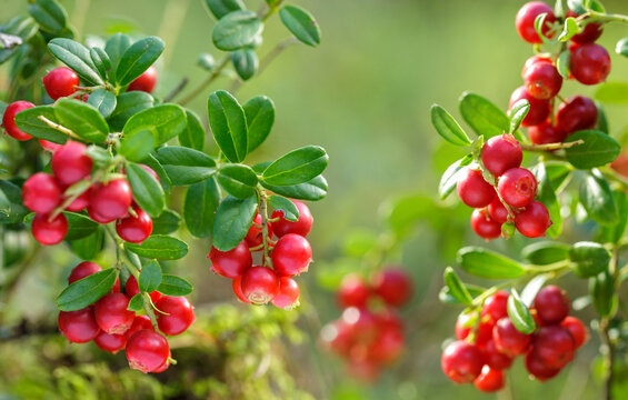 bush of fresh wild ripe cowberry growing in a forest