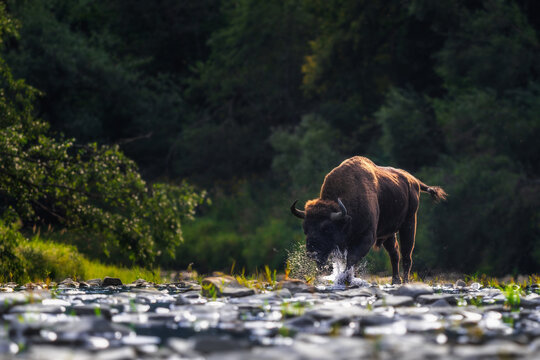 European Bison - Bison bonasus, large European even-toed ungulate native to North and East European forests and woodlands, Poland.