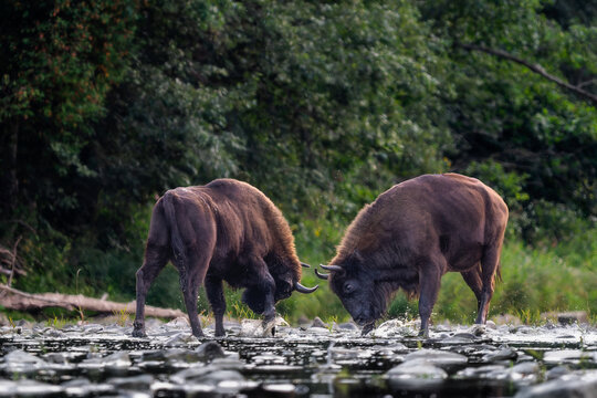 European Bison - Bison bonasus, large European even-toed ungulate native to North and East European forests and woodlands, Poland.
