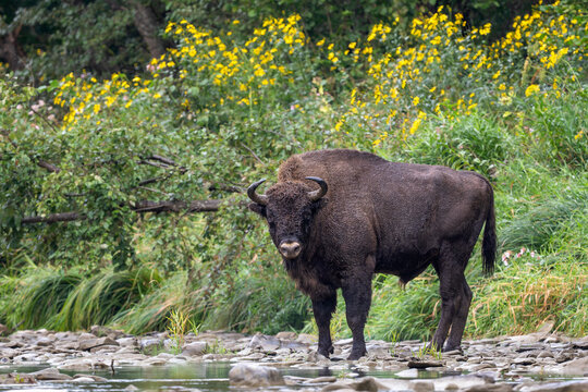 European Bison - Bison bonasus, large European even-toed ungulate native to North and East European forests and woodlands, Poland.