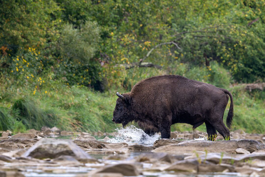 European Bison - Bison bonasus, large European even-toed ungulate native to North and East European forests and woodlands, Poland.