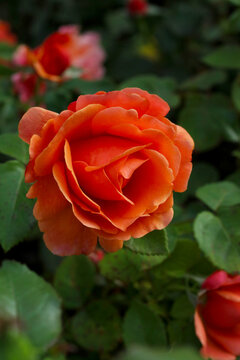 beautiful blooming orange garden rose