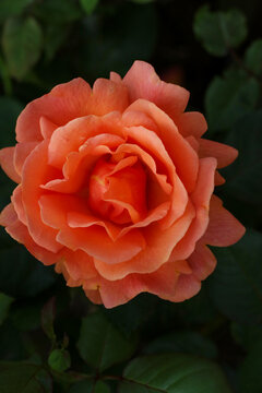 beautiful blooming orange garden rose