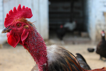 Close-up profile portrait of a naked neck rooster with red comb in a farmyard. © Nikolai