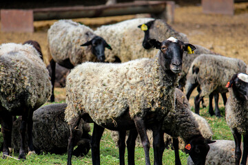 Porter sheep with thick white wool and black head standing in a farmyard. © Nikolai