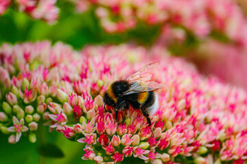 Close-up of a bumblebee collecting nectar on pink sedum flowers in a garden. © Nikolai