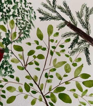 A Botanical background