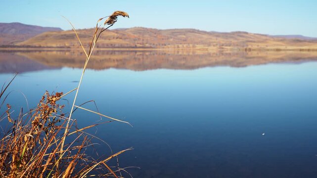 Yellow autumn reeds on the shore of mountain lake at sunrise. Grass swaying in the light wind. Mountains reflected in the calm water. Beautiful autumn nature background
