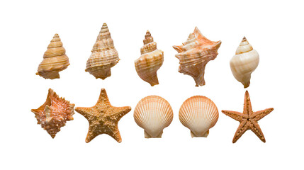 Collection of various sea shells and starfish specimens © Zuzana