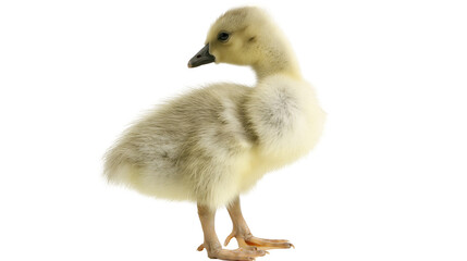 Fluffy yellow and grey gosling baby goose standing © Marina