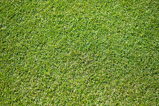 Beautiful golf course landscape featuring lush green fairway outdoor setting represents golf recreation  leisure nature and premium golf club facilities.