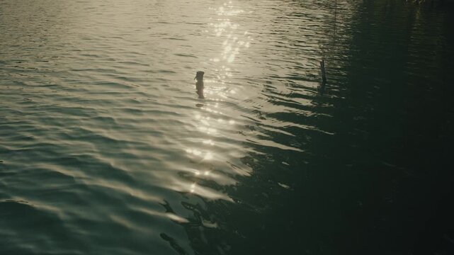 Golden sunlight shimmers across gentle ripples on Lake Peten Itza, creating a serene, idyllic mood. Water glows under soft dusk lighting in a wide, cinematic landscape view.