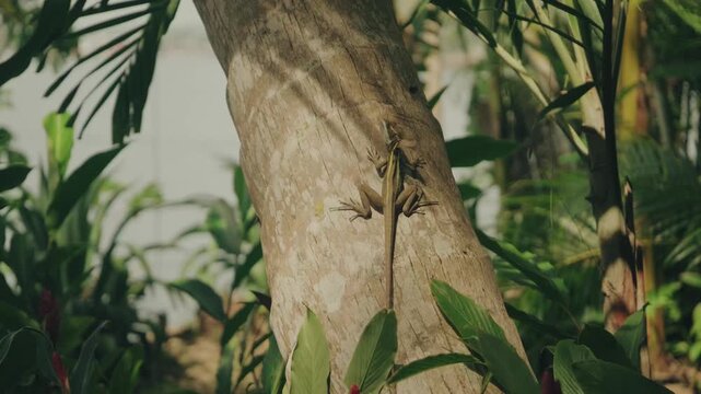 Brown Basilisk lizard clings to a sunlit tree trunk, surrounded by dense tropical foliage in a vibrant forest. Warm natural light and rich greenery create a serene wildlife setting.