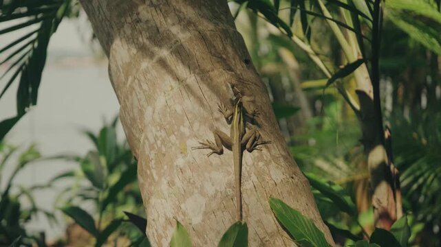 A Brown Basilisk lizard clings to a sunlit tree trunk, surrounded by vibrant foliage in a dense lakeside forest. Natural daylight bathes this steady, detailed wildlife shot.