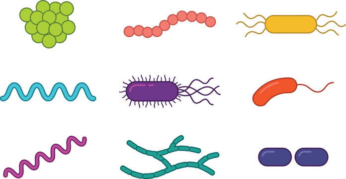 Microscopic bacteria structures types collection for biological education medical science laboratory research health infection disease