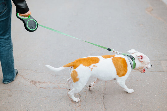 A person walks a dog on a leash in an urban environment. The dog has a white coat with brown patches and appears to be in motion along a paved path