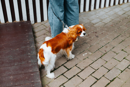 A small dog with a brown and white coat stands on a paved pathway next to a person wearing blue jeans. The wooden backdrop creates a rustic setting for this scene