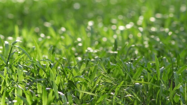 sunlit fresh green grass lawn with backlit blades and sparkling bokeh dew highlights, vibrant natural background texture in soft morning light