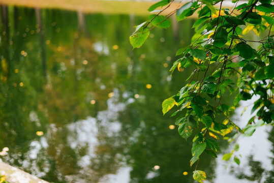 Green branches extend over a pond, where tree trunks and patches of light reflect on the water. The scene shows a wooded setting in daylight