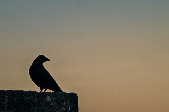 oiseau merle corbeau soir
