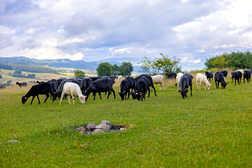 Flock of black and white sheep grazing on a lush green mountain meadow under a cloudy sky, peaceful pastoral landscape with livestock on a scenic countryside hillside. © Iryna