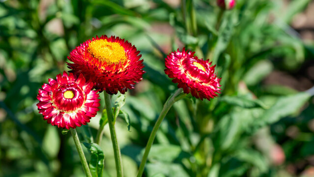 Everlasting flowers or strawflowers (Xerochrysum helichrysum) adorned with red-purple bracts petal-like surrounding central disks with yellow florets in floral receptacle on robust hairy green stems
