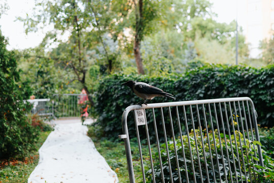 A black and white magpie perches on a metal barrier beside a paved path in a park. Trees, hedges, and plants fill the background in daylight