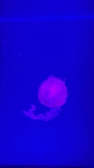 A jellyfish in an aquarium (mobile photography) © PumpedVisuals