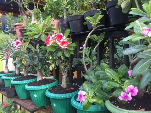 Red and yellow adenium desert rose flowers blooming in green pots arranged on a home garden rac