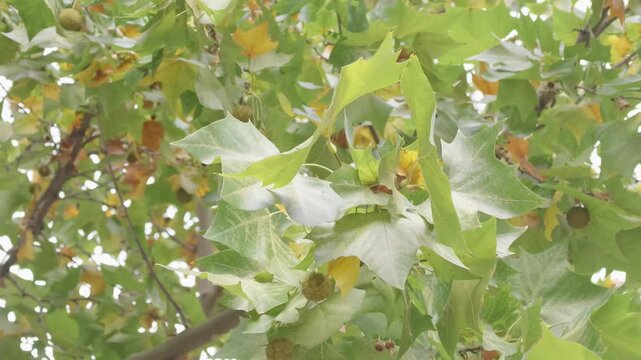Green maple foliage, winged seeds, leafy branch, yellow leaf, broadleaf plant, natural botanical texture, London plane tree seed ball, seasonal garden canopy, fresh green and yellow nature close up