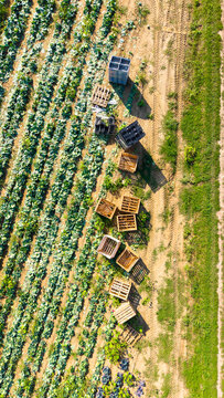 Aerial view of a field of ripe cabbage with empty wooden and plastic crates ready for the harvest in Mediglia, Lombardy, Italy.