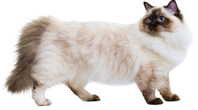 Fluffy Birman cat with blue eyes and cream brown fur standing