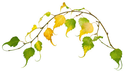 Curved birch branch with green and yellow autumn leaves © Matthias