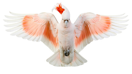 Major Mitchell cockatoo with wings spread wide and vibrant orange crest feathers © Matthias
