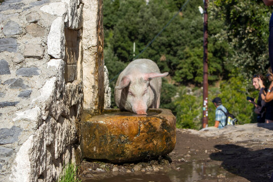Sentiero degli Dei - pig by the well