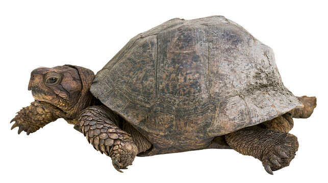 Large brown Galapagos giant tortoise with textured shell and scaly skin