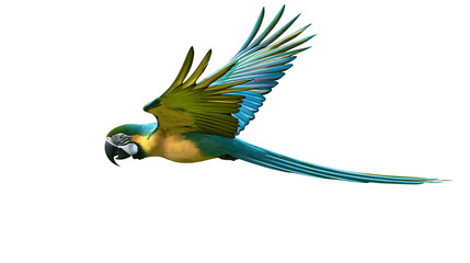 Blue and gold macaw parrot flying with wings spread wide © Anouk