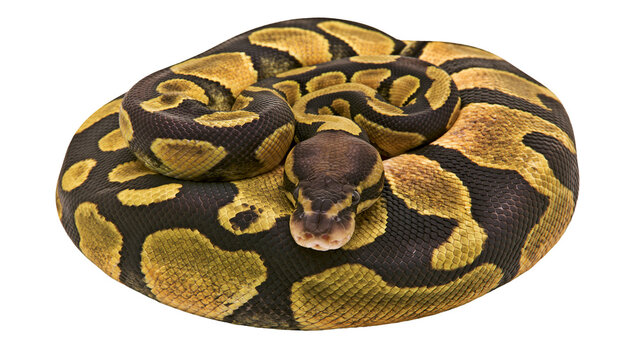 Coiled ball python with brown and yellow patterned scales