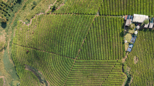 Aerial view of the lush green tea bushes of Kebun Teh Kertamanah spread across rolling hills in the misty highlands of Pangalengan, West Java, Indonesia.