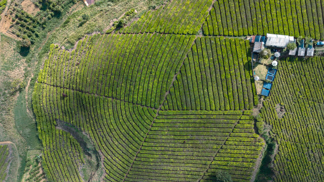 Aerial view of Kebun Teh Kertamanah tea plantation featuring lush green rows of tea bushes and winding paths in Pangalengan, West Java, Indonesia.