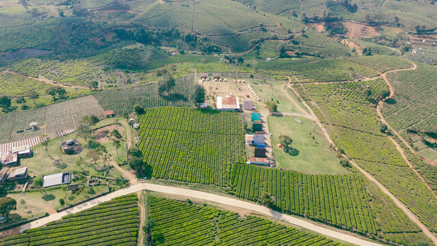 Aerial view of Kebun Teh Riung Gunung featuring lush green tea plantations with rolling hills and winding paths Kecamatan Pangalengan, Jawa Barat, Indonesia.