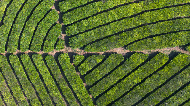 Aerial view of the lush green tea bushes of Kebun Teh Riung Gunung covering the rolling hills in the misty highlands of Kecamatan Pangalengan, Jawa Barat, Indonesia.