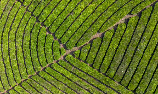 Aerial view of Wayang Windu Panenjoan tea plantations with rolling green hills, winding paths, and misty atmosphere in Pangalengan, West Java, Indonesia.