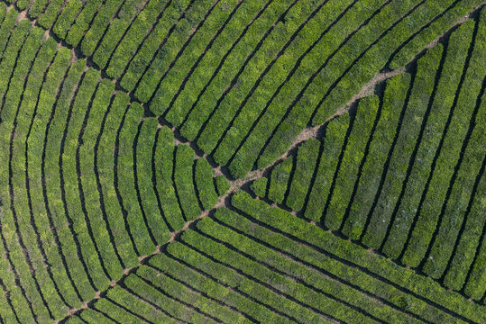 Aerial view of the lush green tea plantations at Wayang Windu Panenjoan with winding paths and rolling hills in Pangalengan, West Java, Indonesia.