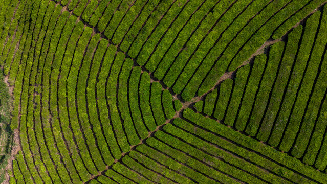 Aerial view of Wayang Windu Panenjoan featuring lush green tea plantations on rolling hills with winding paths in Pangalengan, West Java, Indonesia.